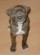 honden foto van cristl