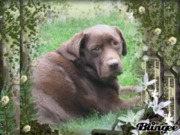 honden foto van tosca