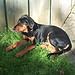 honden foto van arina frowijn