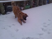 honden foto van Hans