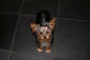honden foto van desmet lies
