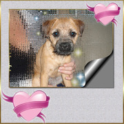 honden foto honden foto van kelly