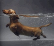 honden foto van Rilana