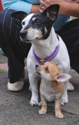 honden foto van marijke
