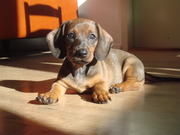 honden foto van Babsie