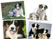 honden foto van Idoia 