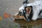 honden foto van renate tibben