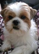 honden foto van Iris