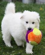 honden foto honden foto van Astrid