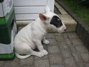 honden foto van Angela