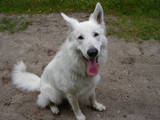 honden foto van bram
