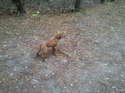 honden foto van Paulmaas