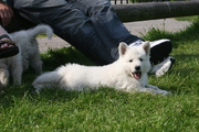 honden foto van colinda