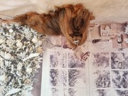 honden foto van Parijs Karine