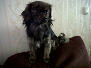 honden foto van Kimberley