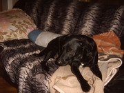 honden foto honden foto van archie baetens