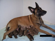 honden foto van omasandra