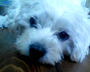 honden foto van Floor en Peddy