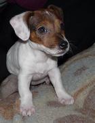 honden foto van kelly