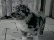 honden foto van Sebastiaan & Hector