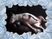 honden foto van saskia