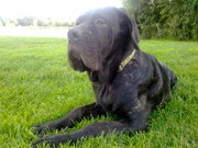 honden foto van Harold en Paco