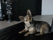 honden foto van Tamara