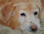 honden foto van PPPPP