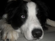 honden foto van kiki0030