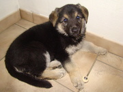 honden foto van Tracy Aesaert