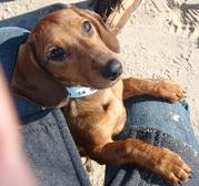 honden foto van Tanja & Binti