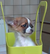 honden foto van Kevin