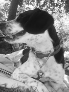 honden foto van Bla (Bentley, Lydia en Ankie)