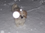 honden foto van Nina 