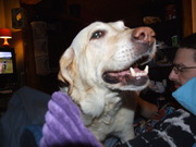 honden foto van Liesbeth