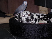 honden foto honden foto van Marjan, Baas van Bing en Roos
