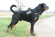 honden foto honden foto van kate & mijn rottie Hummer