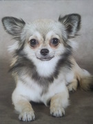 honden foto honden foto van Melody Bosch