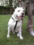 honden foto honden foto van arne