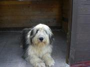 honden foto honden foto van Joke van den Broek