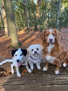 honden foto van Sigrid, Sandy, Diva & Nala
