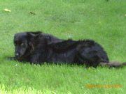 honden foto van Rufus