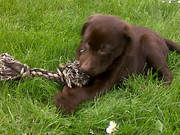 honden foto honden foto van esmee kerstens