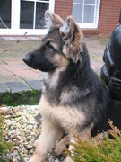 honden foto honden foto van Kim