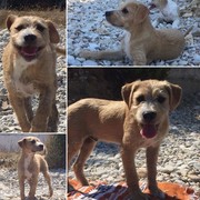 honden foto van Anne & Zac