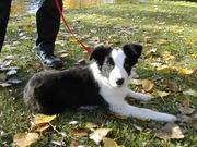 honden foto van passie