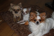 honden foto van brigitte en mijn lovers