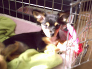 honden foto honden foto van Jurre