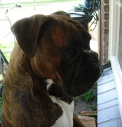 honden foto van Marco & Tobi