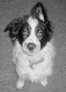 honden foto van Anouk